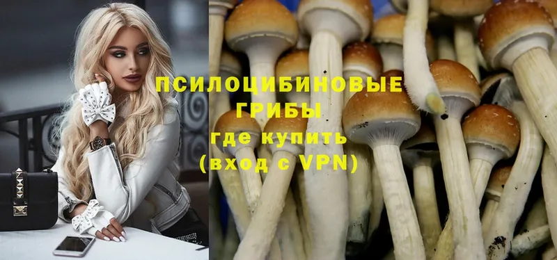 ссылка на мегу ССЫЛКА  это состав  Галлюциногенные грибы Cubensis  купить наркоту  Выборг 